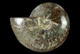 Polished, Agatized Ammonite (Cleoniceras) - Madagascar #149172-1